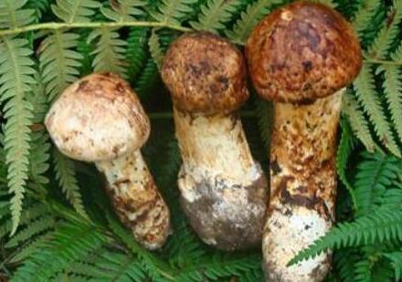 松茸菌的功效与作用及食用方法