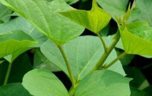 红薯叶的功效与作用及食用方法，长期吃红薯叶的坏处