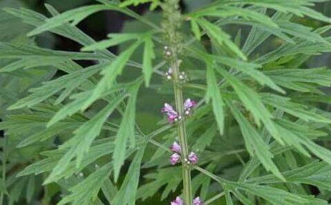 益母草治月经不调有用吗，益母草调经一般吃几天