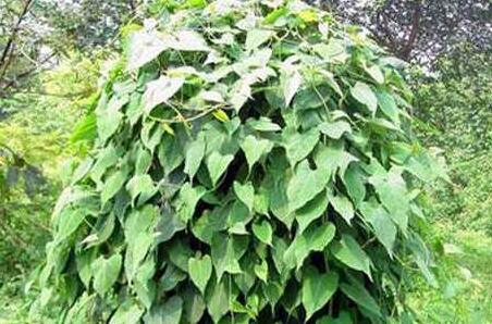 首乌藤有毒吗，首乌藤的副作用和禁忌