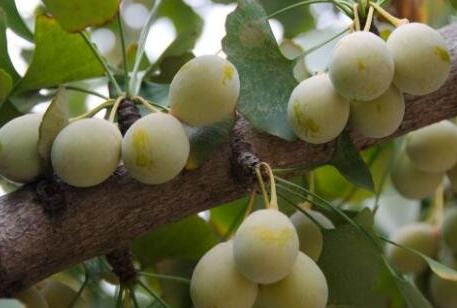 银杏果有什么药用价值，银杏果哪些人群不能吃