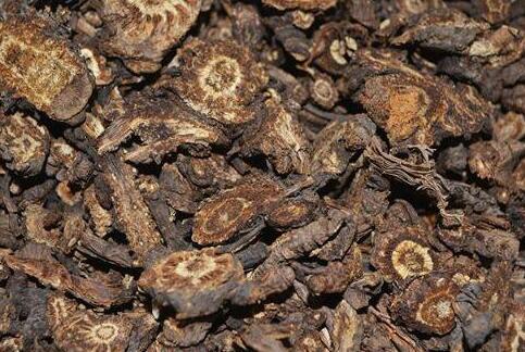 羌活对男性的功效与作用，羌活的功效与主治