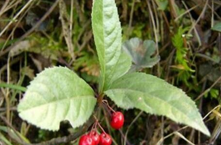 矮地茶又叫什么，矮地茶什么人不能喝