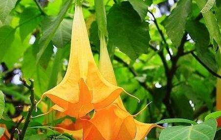曼陀罗花闻了会不会中毒，曼陀罗的功效与作用禁忌