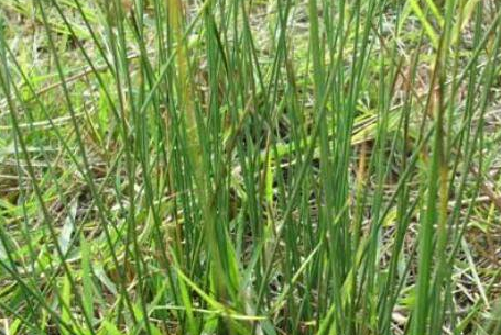 灯心草泡水喝的功效，灯心草泡水喝一天喝几次