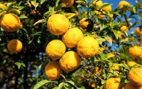 香橼为什么不能直接吃，新鲜香橼的正确食用方法