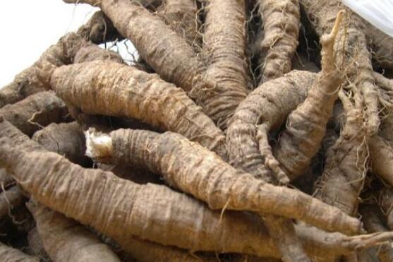 南沙参和北沙参的区别是什么？南北沙参图片一览