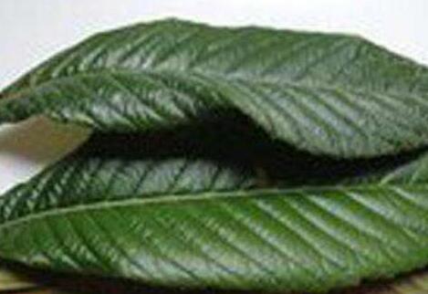 枇杷叶孕妇可以喝吗，枇杷叶的不适宜人群