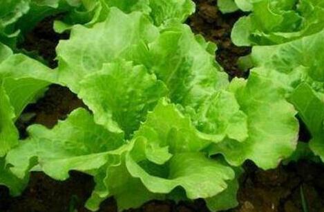 生菜可以生吃吗，生菜的功效与作用禁忌