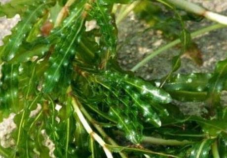 苦草的功效与作用及禁忌