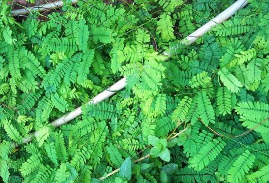 鸡骨草的功效与作用及禁忌