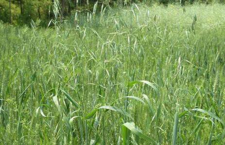 野燕麦是什么？野燕麦的功效与作用