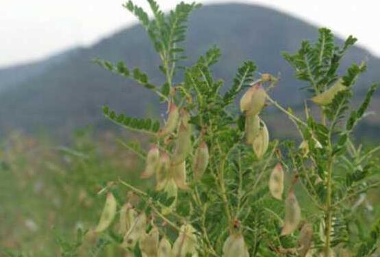 北芪与黄芪的区别图片，黄芪和北芪哪个好