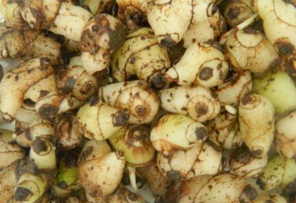 白芨的功效与作用及禁忌