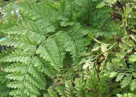 骨碎补功效作用与主治，骨碎补对生发太神奇了