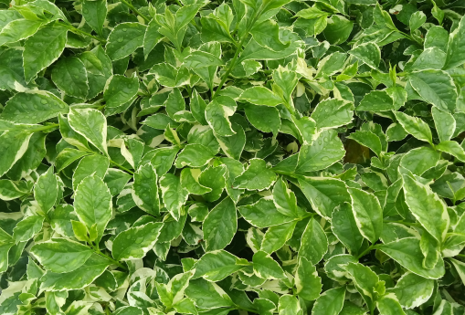 鬼针草的功效与作用及禁忌