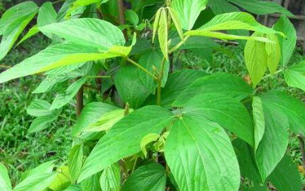 千斤拔治腰椎间盘突出有用吗