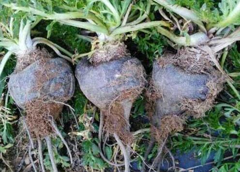 玛卡的功效与作用，玛卡的禁忌与副作用