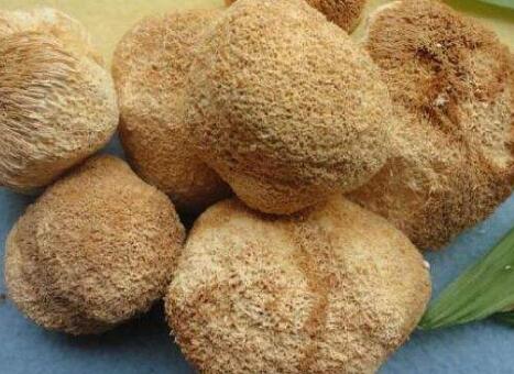 猴头菇的功效与作用及禁忌