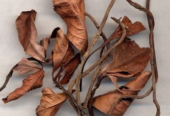 矮地茶性味归经，矮地茶有毒有副作用吗