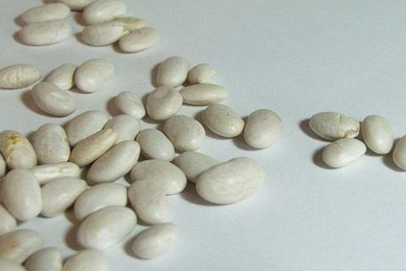白芸豆减肥有用吗，白芸豆减肥是真是假