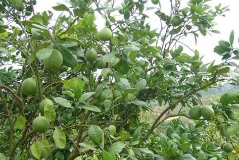 化橘红是什么东西，化橘红怎么吃