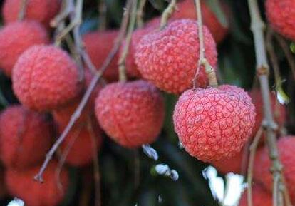 荔枝和什么吃会中毒？什么人不能吃荔枝？