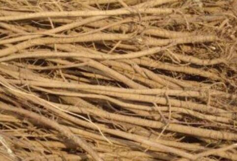 千斤拔的功效与作用，千斤拔的禁忌