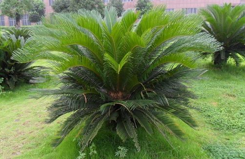 铁树叶的功效与作用，铁树叶的的食用方法