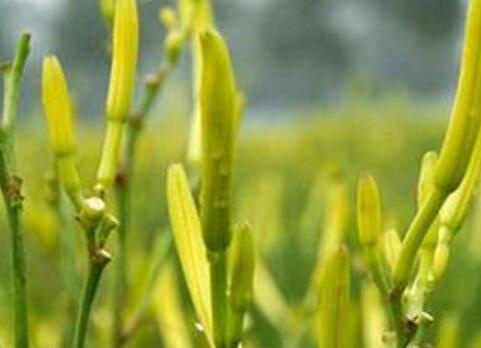 黄花菜什么人不能吃？黄花菜的功效与作用