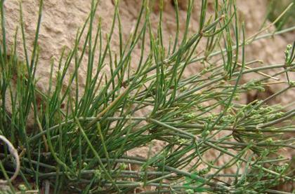 麻黄的功效与作用及禁忌症