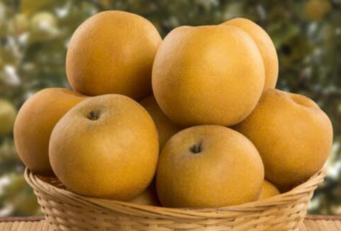 沙梨的拼音，沙梨是凉性还是热性