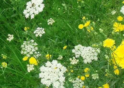 中药防风的功效与作用及用量