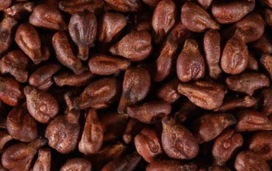 葡萄籽的功效与作用及食用方法，坚持吃葡萄籽10年了