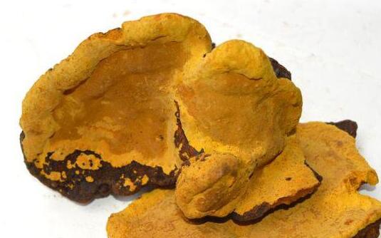 桑黄是什么，桑黄的功效与作用及禁忌