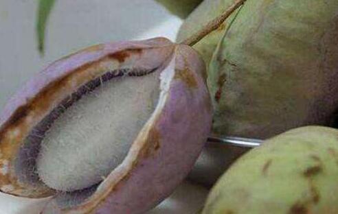 八月瓜的功效与作用及禁忌