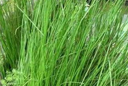 灯心草别名叫什么,灯心草和什么一起煲汤