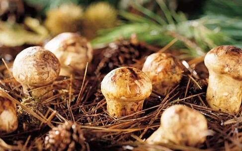 松茸怎么吃，松茸的食用方法