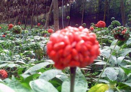 田七配什么煲汤最好，田七适合什么人吃