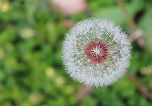 蒲公英能吃吗，炒蒲公英和不炒区别