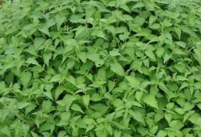 冬凌草的功效与作用,冬凌草的禁忌