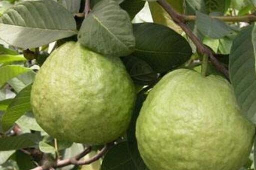 芭乐怎么吃，芭乐的籽可以吃吗