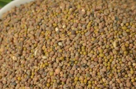 菟丝子怎么吃，菟丝子壮阳效果怎么样