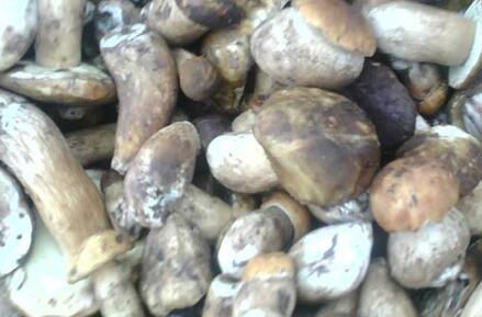 牛肝菌的价格，牛肝菌多少钱一斤