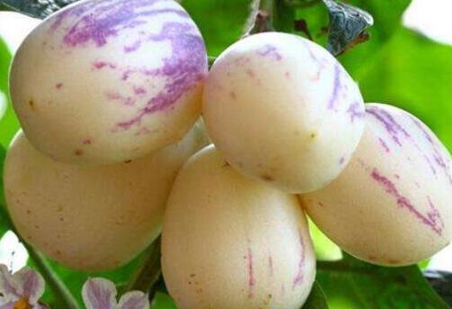 为什么人参果很少人吃,人参果的危害