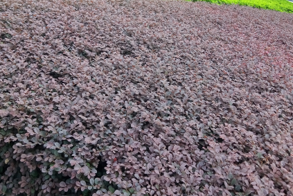 鬼针草泡水喝的功效，新鲜鬼针草怎么吃？