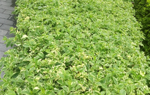 山茱萸的功效与作用，山茱萸怎么读？