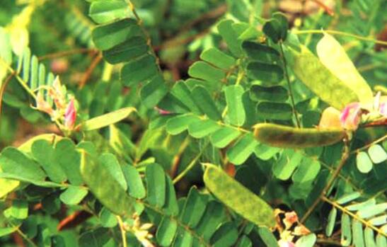 鸡骨草和什么煲祛湿最好，鸡骨草的最佳搭配