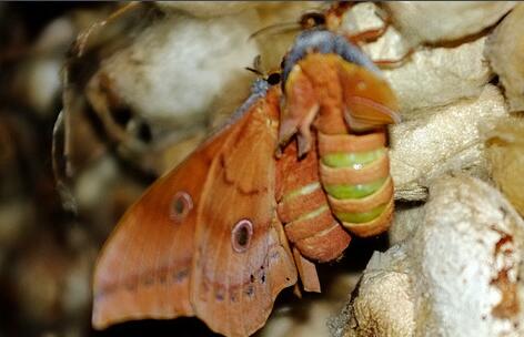 雄蚕蛾的功效与作用及禁忌， 雄蚕蛾的副作用