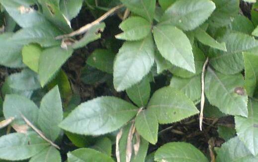 矮地茶的功效与作用及禁忌有哪些？